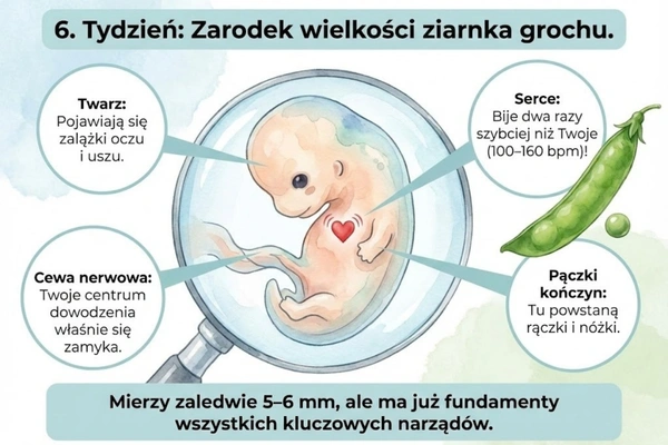 6 tydzień ciąży — rozwój Twojego dziecka